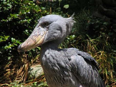 birds with weird beaks|The 17 Weirdest And Scariest Bird Beaks .
